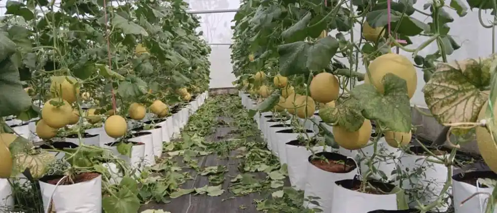 KMK Agro Global Farm