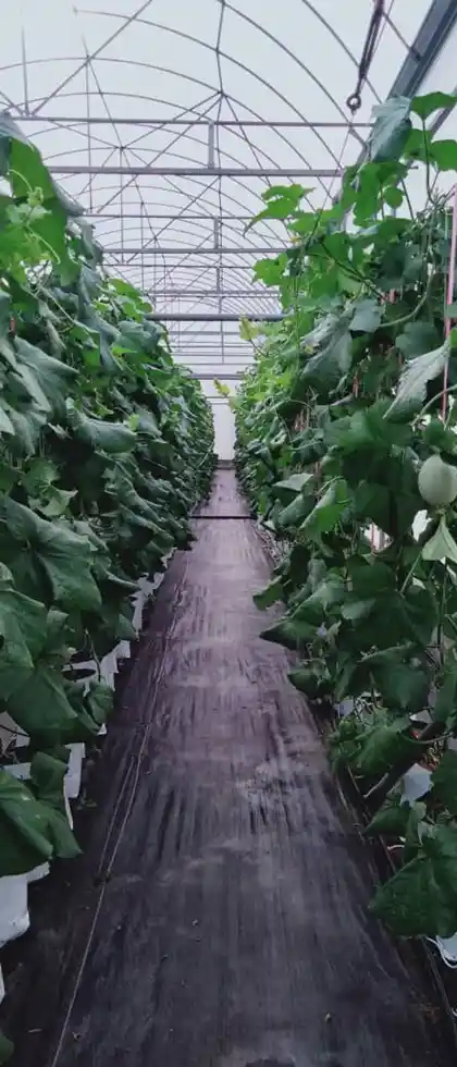 KMK Agro Global Farm