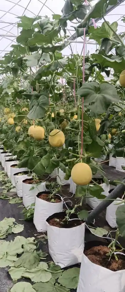 KMK Agro Global Farm