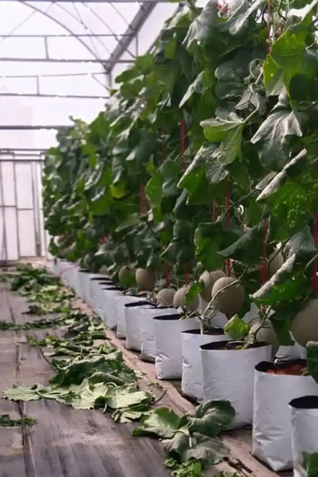 KMK Agro Global Farm